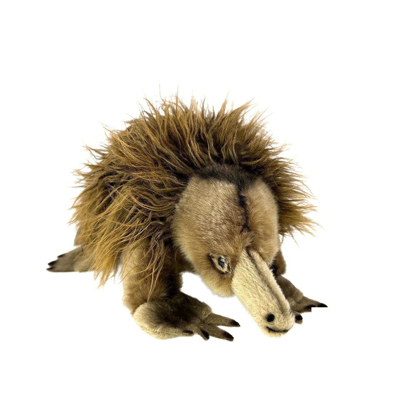 BOCHETTA HARRY ECHIDNA 24CM PLUSH